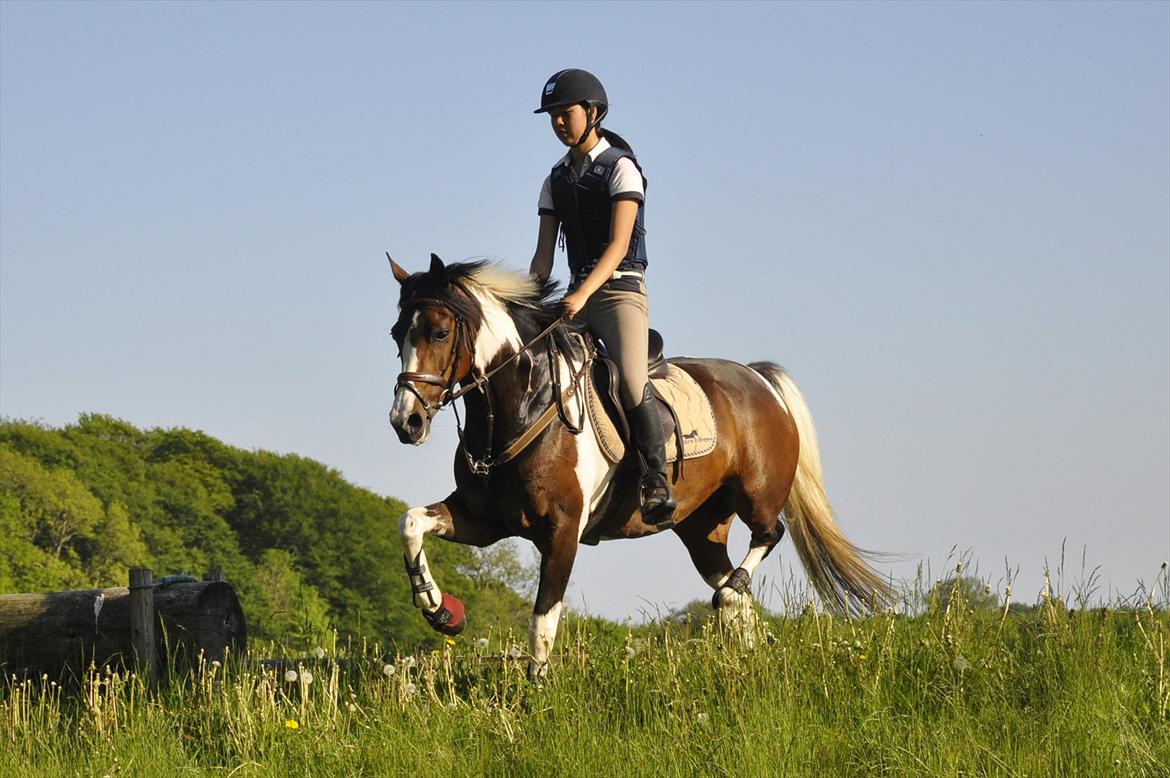 Pinto Indie (PONY) - Nyder et besøg hos Vilhelmsborg terrænbane <3 billede 2