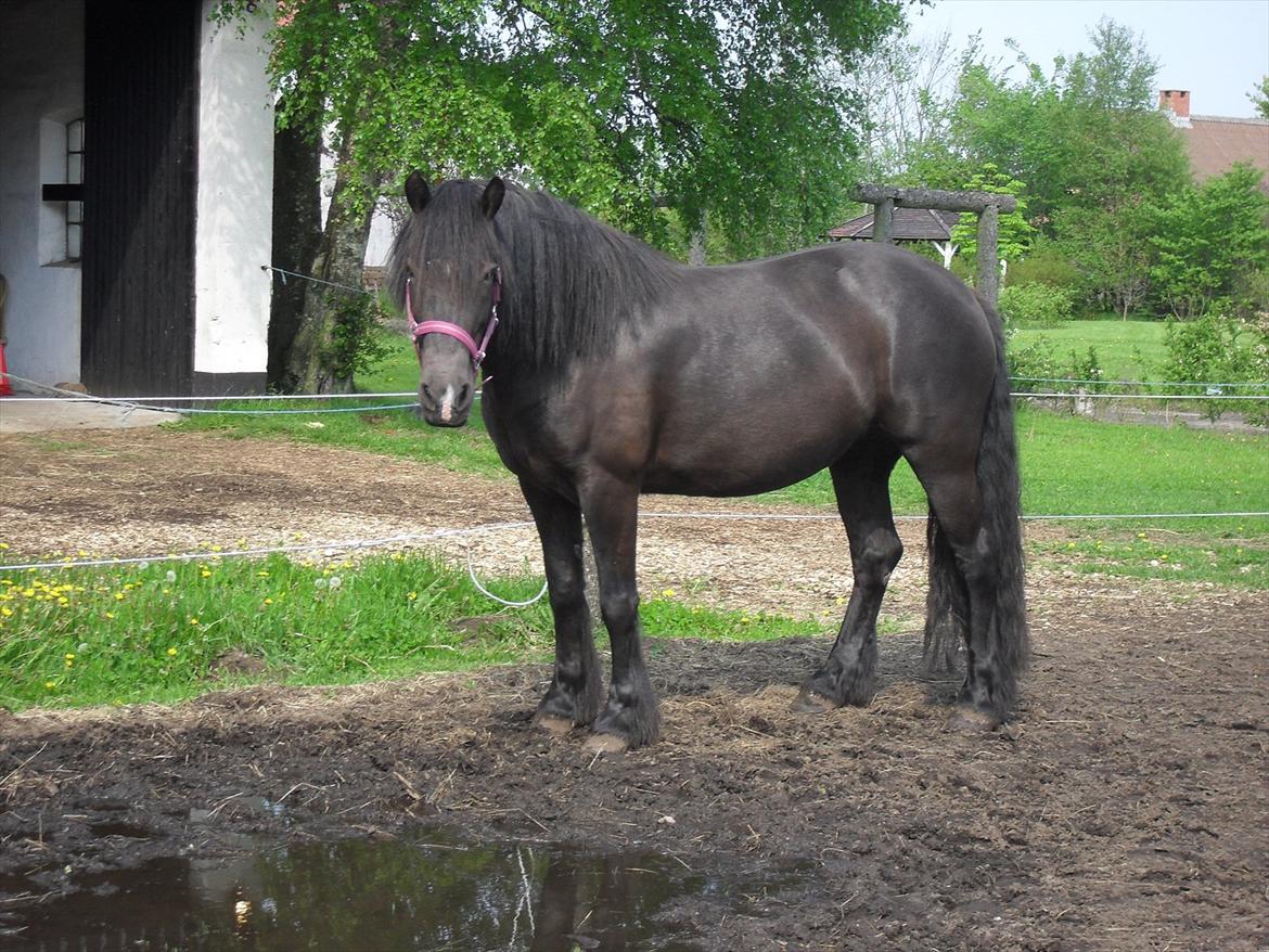 Frieser / Haflinger -  Manzana <3 elsket og savnet <3 billede 16