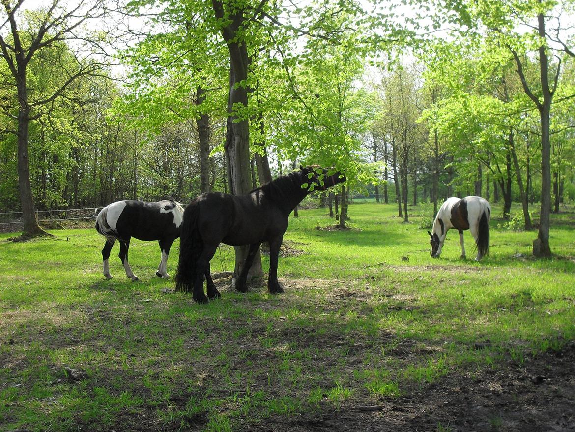 Frieser / Haflinger -  Manzana <3 elsket og savnet <3 billede 18