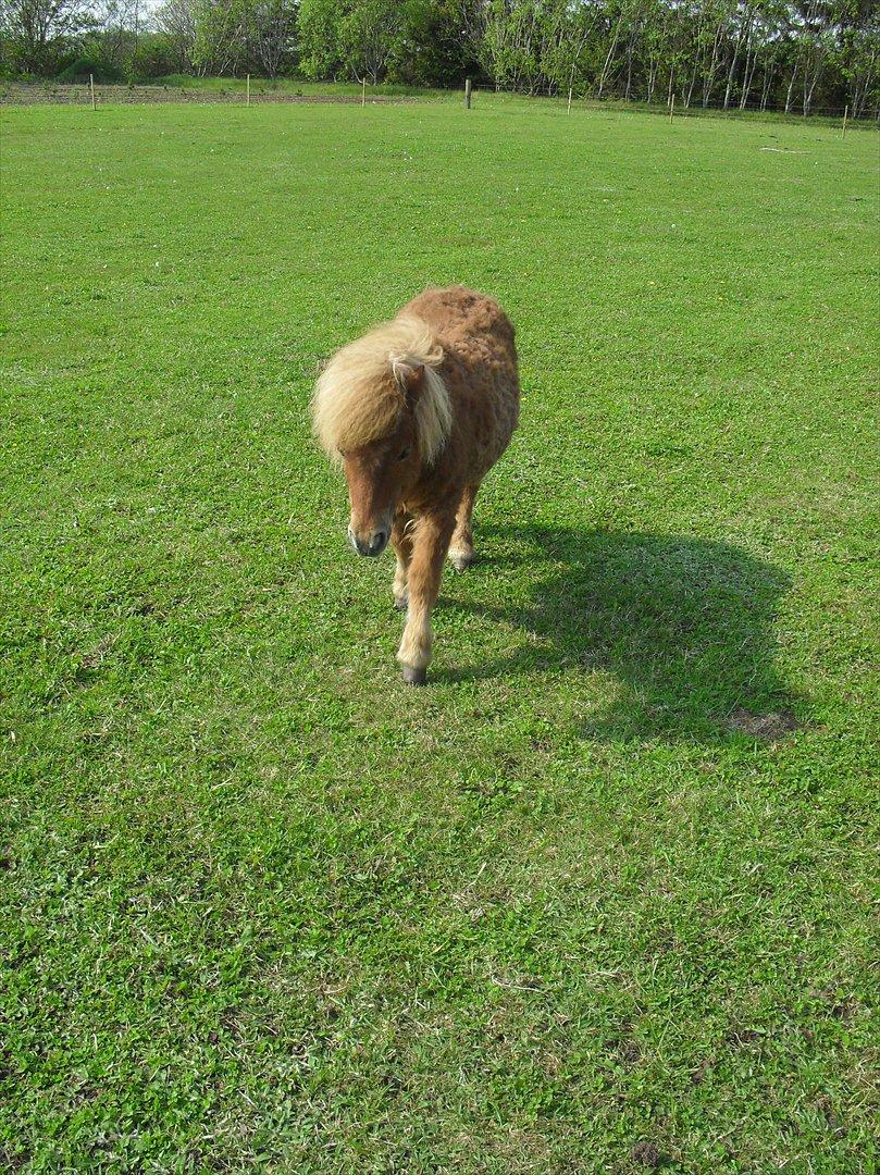 Anden særlig race Lindholms Surprice (Bertha) billede 3