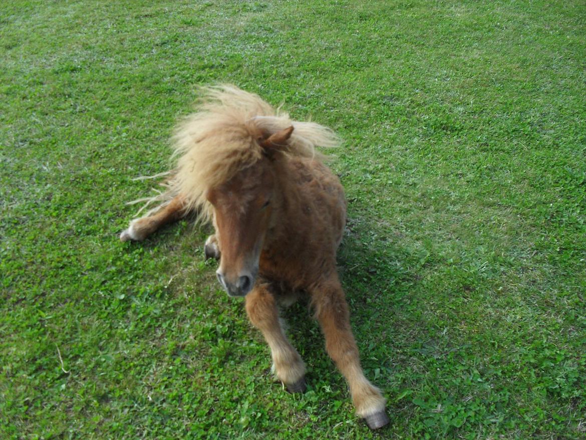 Anden særlig race Lindholms Surprice (Bertha) billede 4