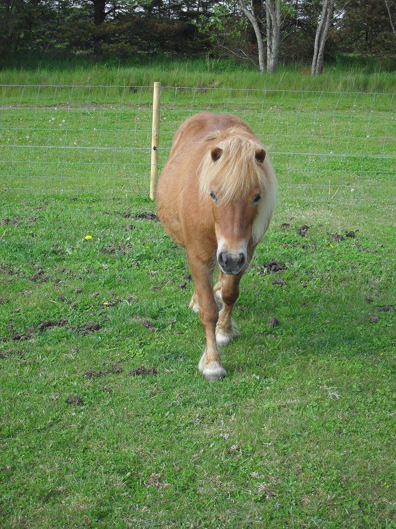 Anden særlig race Misty (min lillebror's) - Velkommen til Misty's profil ;D billede 1