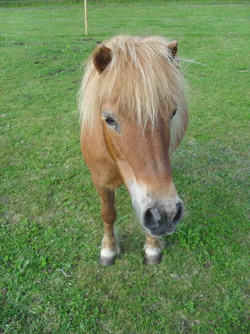 Anden særlig race Misty (min lillebror's) billede 7