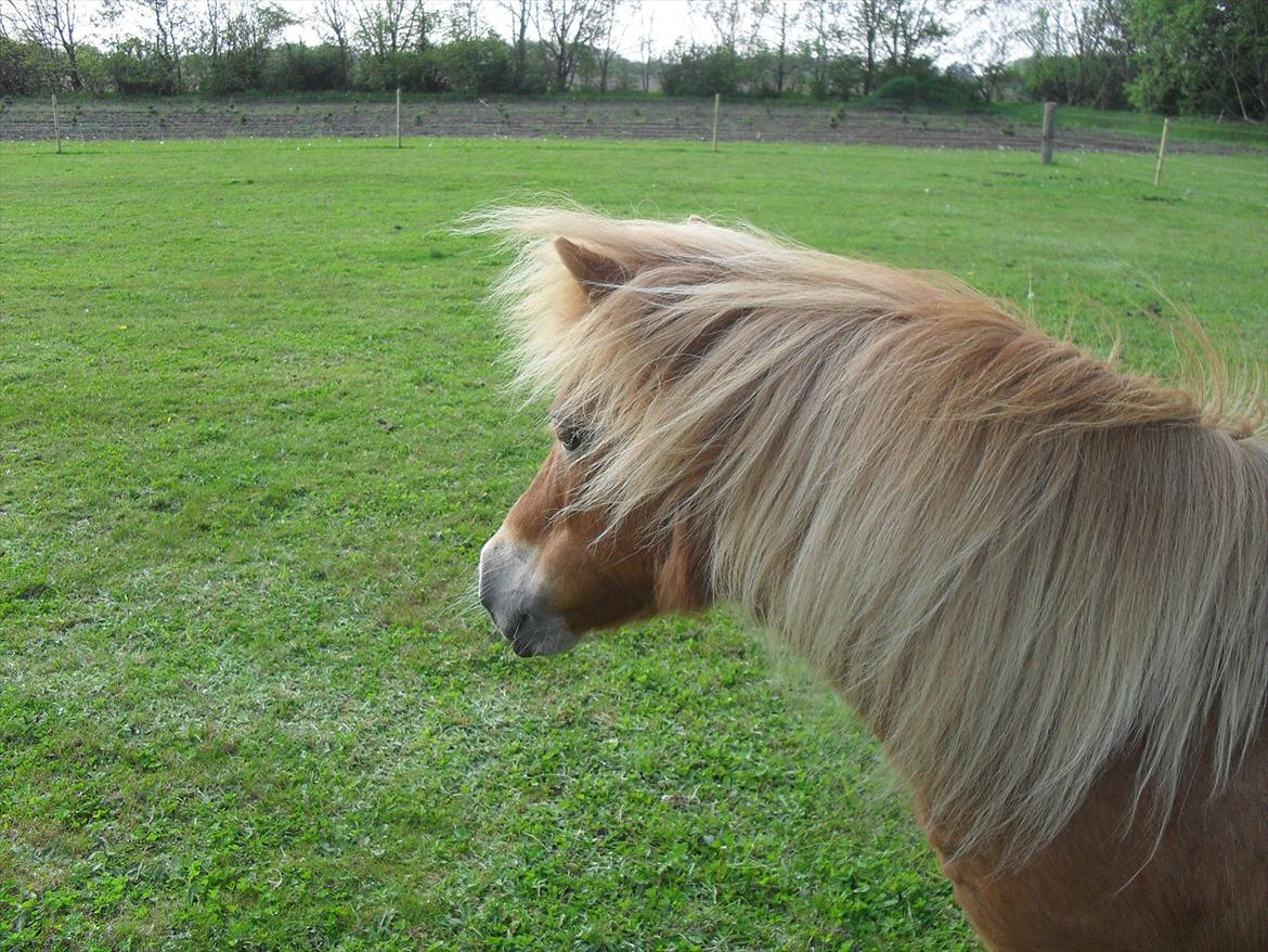 Anden særlig race Misty (min lillebror's) billede 8
