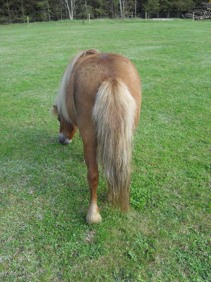 Anden særlig race Misty (min lillebror's) billede 9