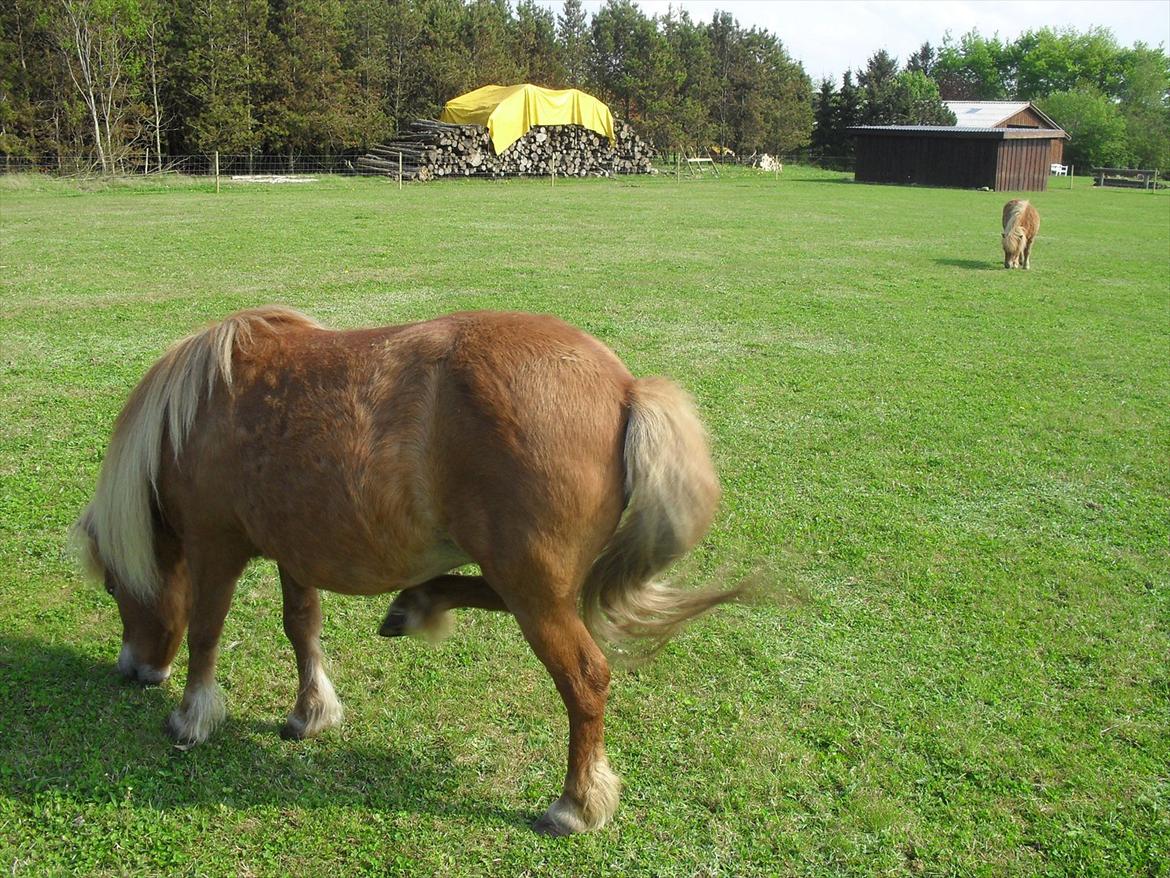 Anden særlig race Misty (min lillebror's) billede 10