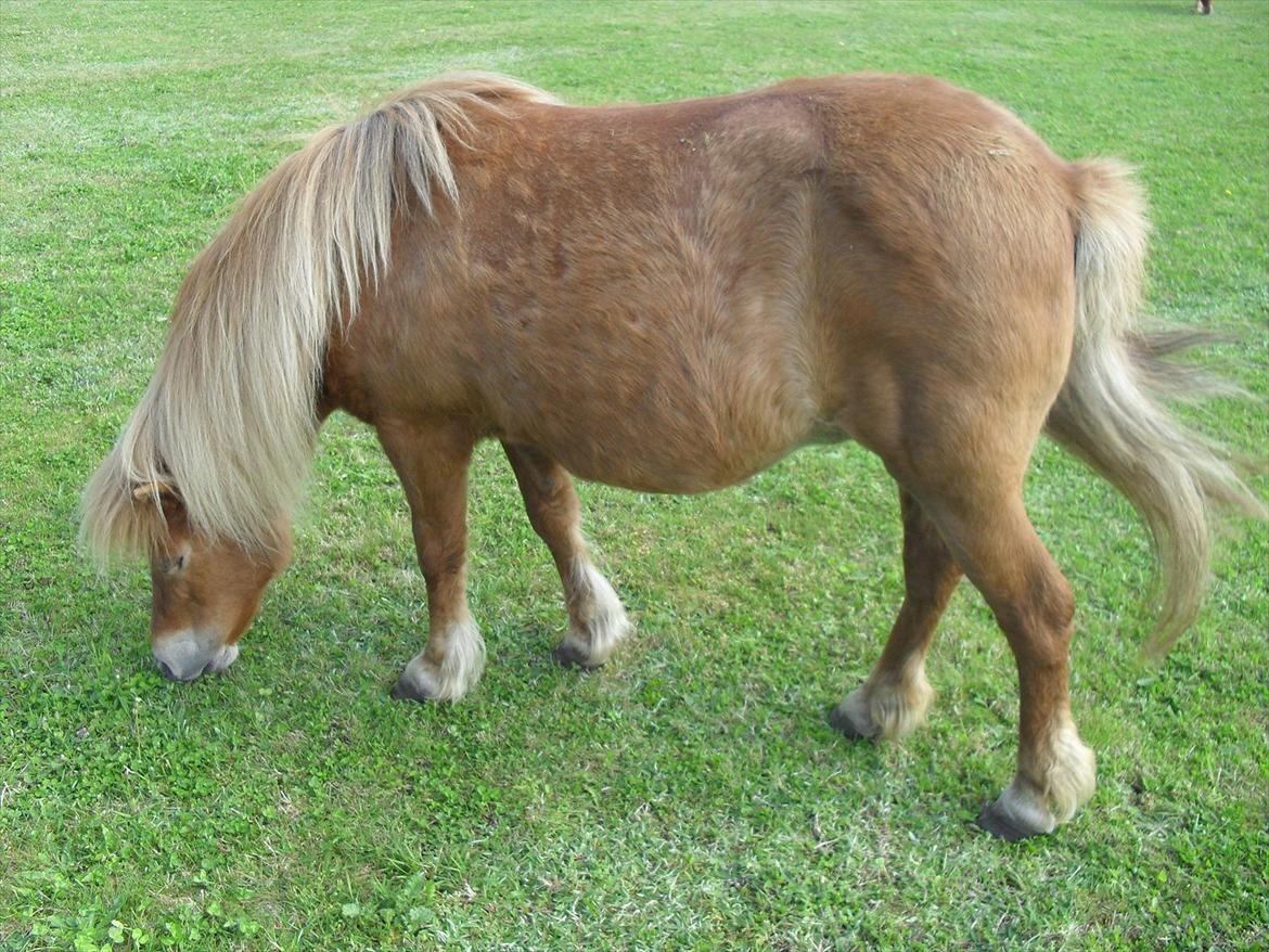 Anden særlig race Misty (min lillebror's) billede 11