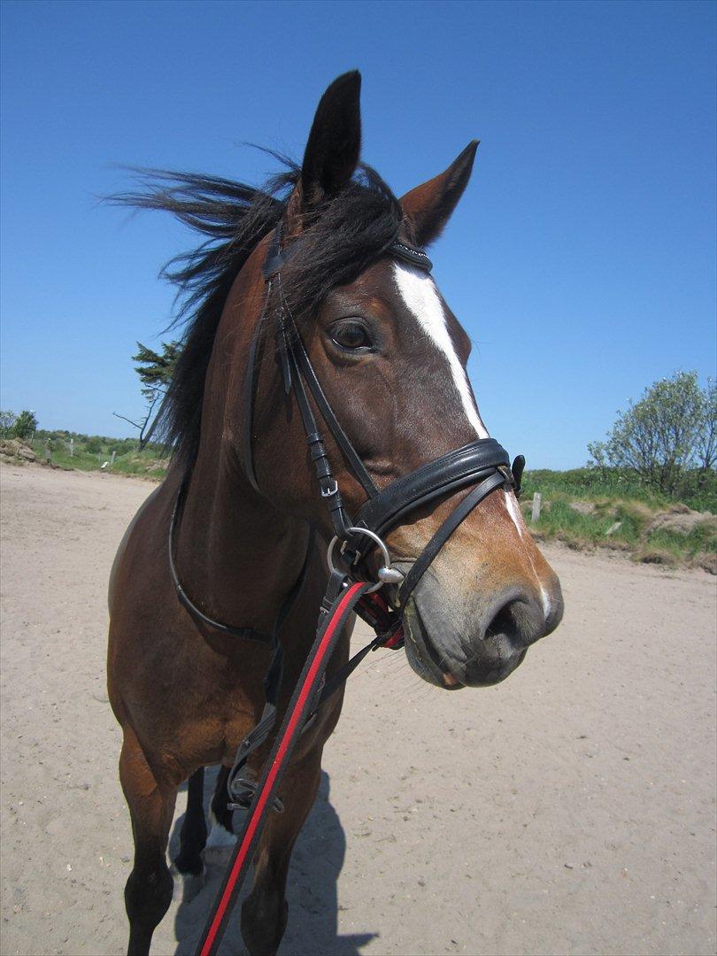 Anden særlig race Lovis (: <3 - Vind i håret ;) billede 12