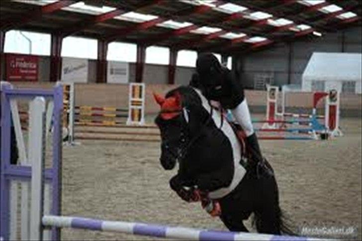 Anden særlig race Spirit ( verden største stjernepony) - egum springstævne 6 plads med roset billede 5