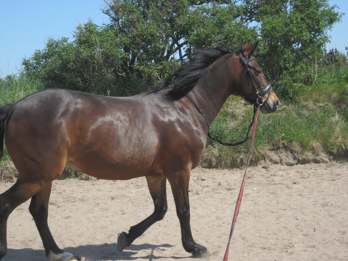 Anden særlig race Lovis (: <3 - trav i longe :) billede 15