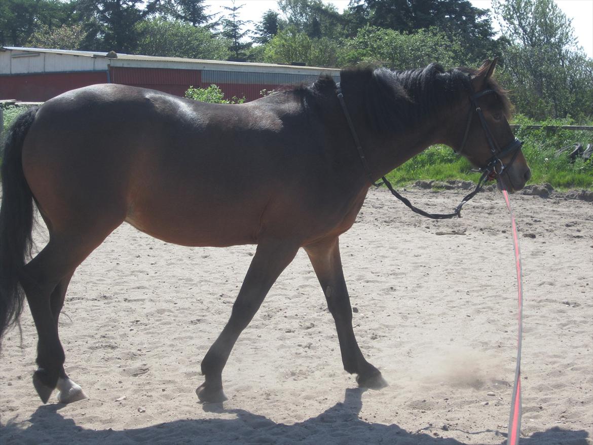 Anden særlig race Lovis (: <3 - skridt i longe :-)
 billede 16