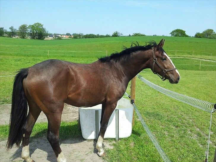 Anden særlig race Cosmo billede 3