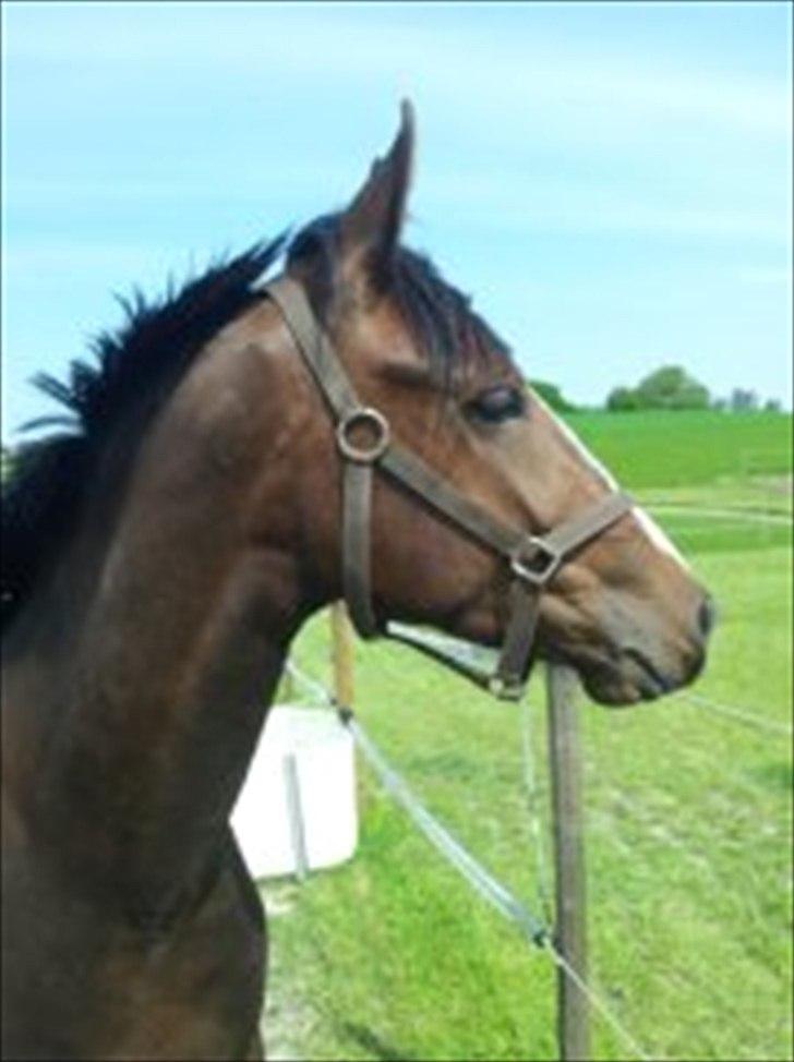 Anden særlig race Cosmo - Min smukke dreng maj 2015 billede 1