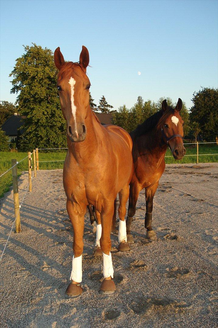 Hannoveraner | Werber Welt - Werber Welt & Scharett.. billede 4