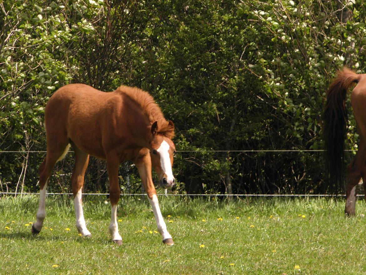 Anden særlig race NewMoon (føl)<3(søsters) - lille NewMoon<3 velkommen til hans profil!:)) billede 2