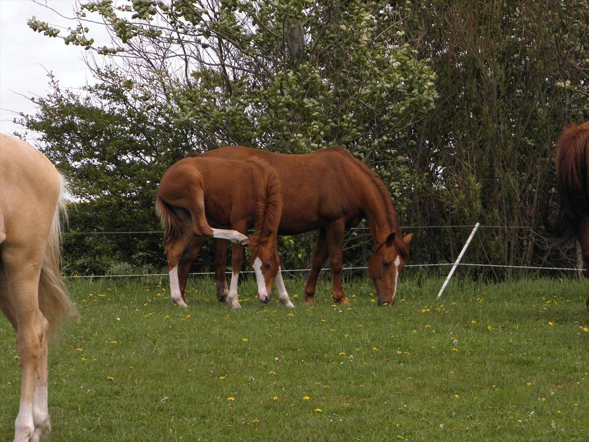 Anden særlig race NewMoon (føl)<3(søsters) - det klør!<3 billede 5