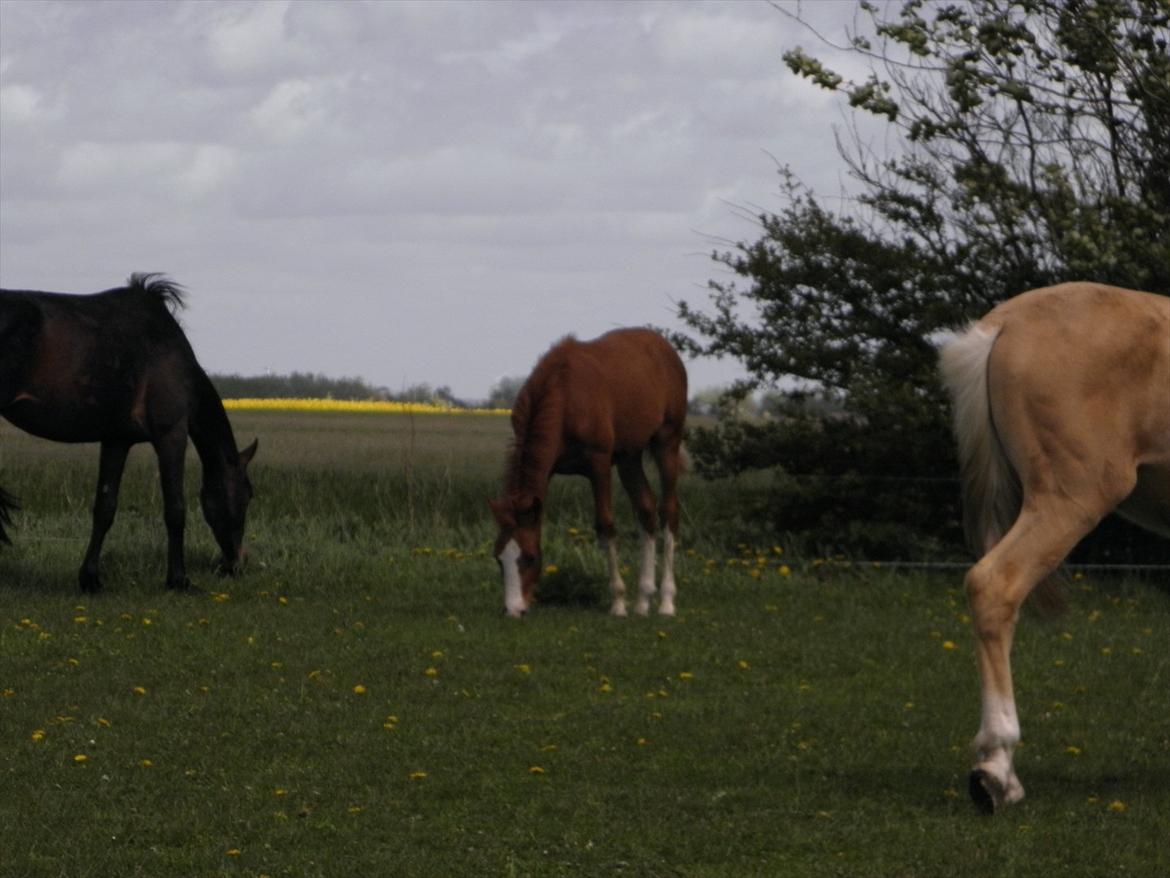 Anden særlig race NewMoon (føl)<3(søsters) billede 6