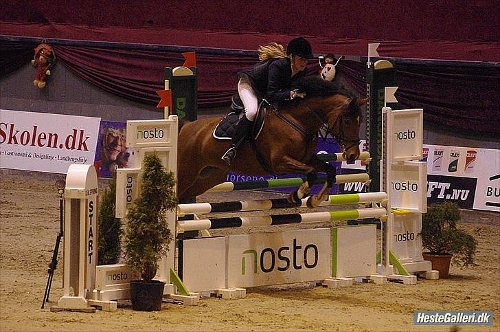 Hollandsk Sportspony Kira billede 14