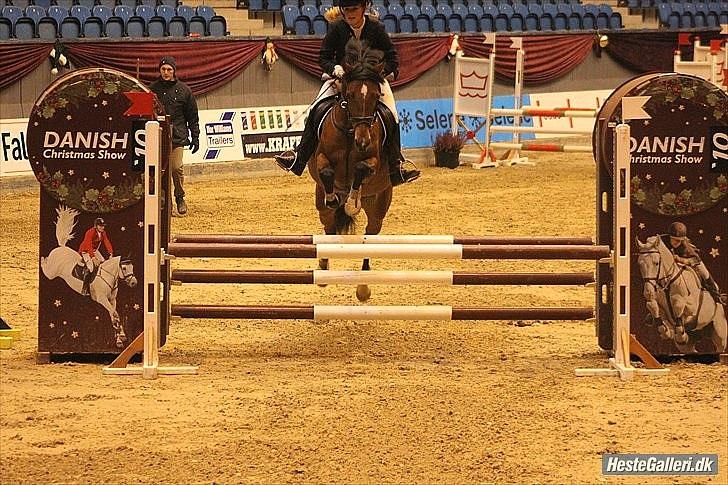 Hollandsk Sportspony Kira billede 15