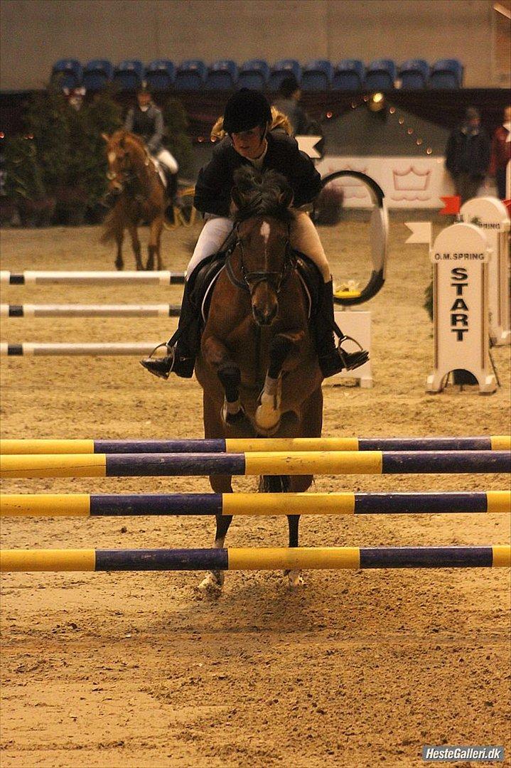 Hollandsk Sportspony Kira billede 16