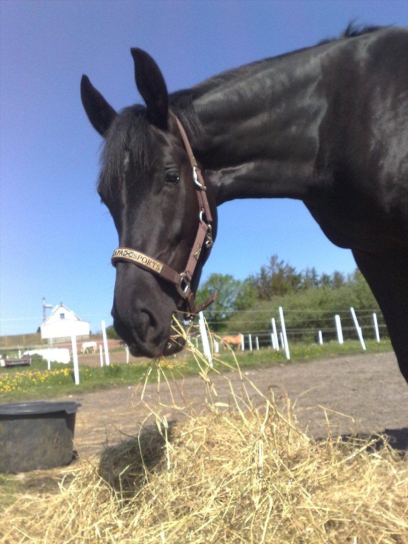 Oldenborg Vester Løkke`s Montana (Solgt ) RIP billede 14