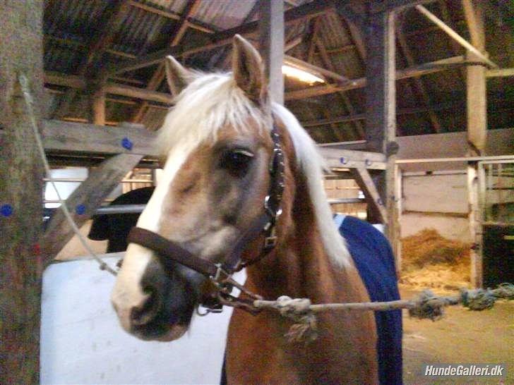 Haflinger PRINS - *SAVNET* billede 17
