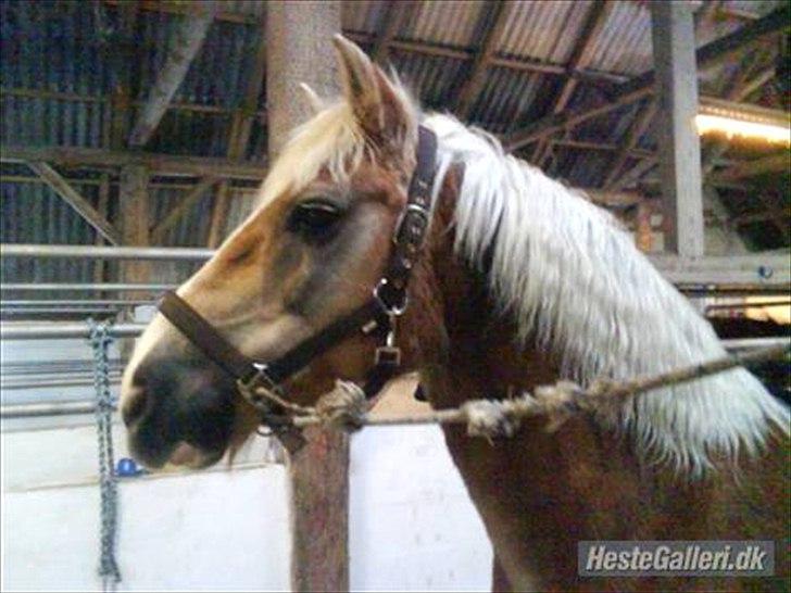 Haflinger PRINS - *SAVNET* - Hej smukke! billede 18