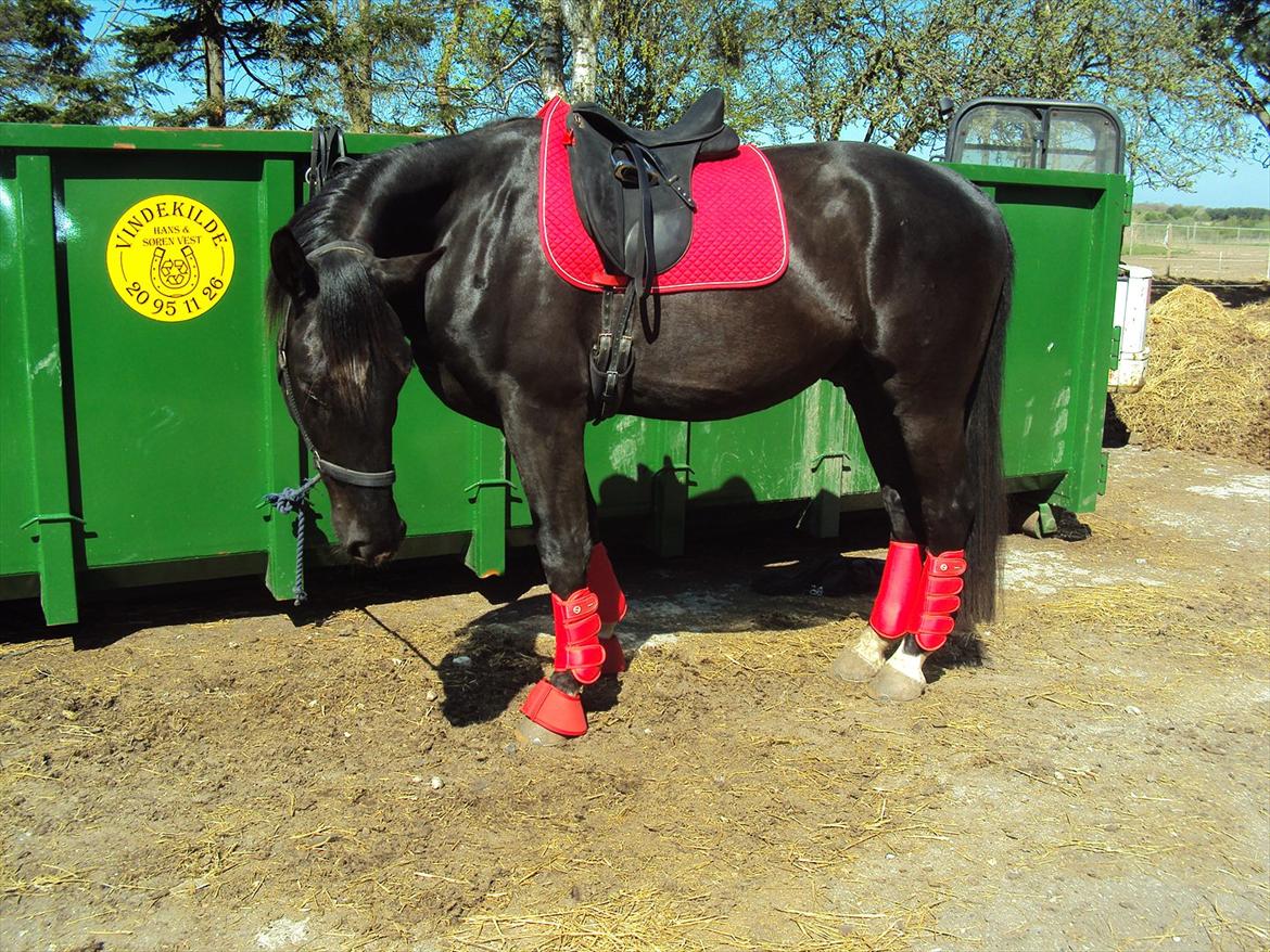 Oldenborg Pibeholms Jupiter billede 16