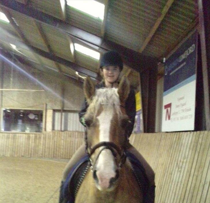 Haflinger PRINS - *SAVNET* - Velkommen til Prins's profil. Nyd min dejlige dreng! billede 1