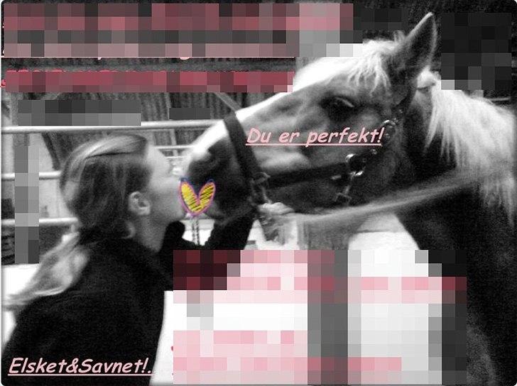 Haflinger PRINS - *SAVNET* - Jeg elsker dig! billede 19