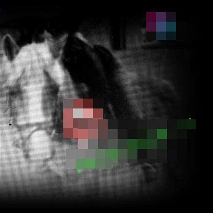 Haflinger PRINS - *SAVNET* - Du er den bedste! billede 20