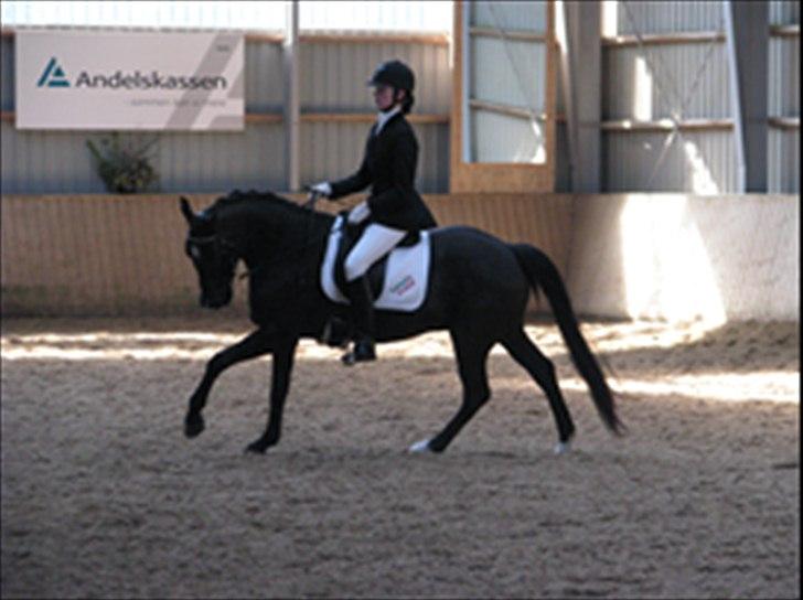 DSP Tovdal´s Machon (Corly) (solgt) - Stævne i Sundeved billede 1