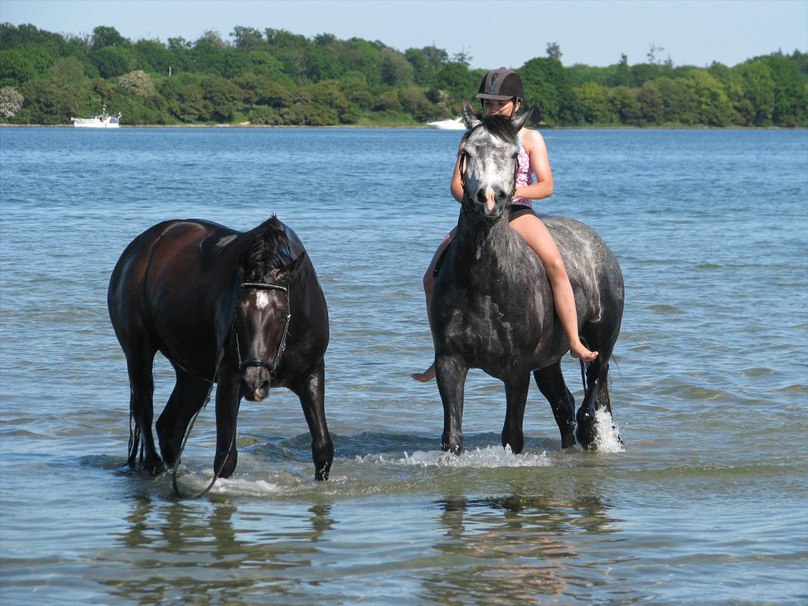 DSP Tovdal´s Machon (Corly) (solgt) - Vand er bare så godt :) Specielt når det er på tur med min bedste ven. billede 2