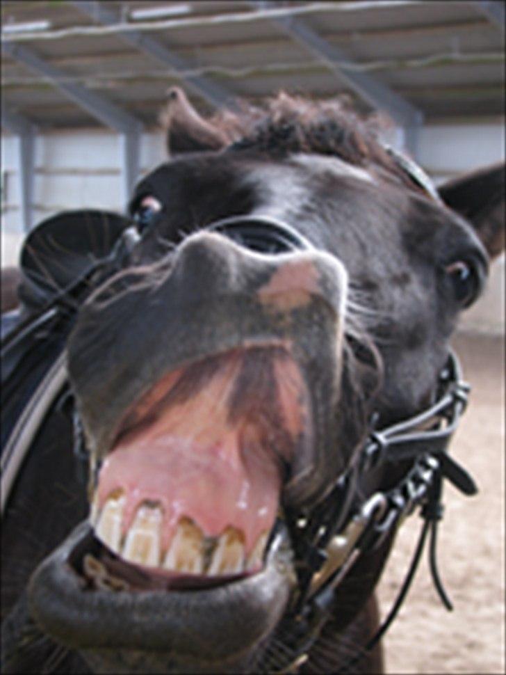 DSP Tovdal´s Machon (Corly) (solgt) - Jeg kan smile på kommando. billede 3