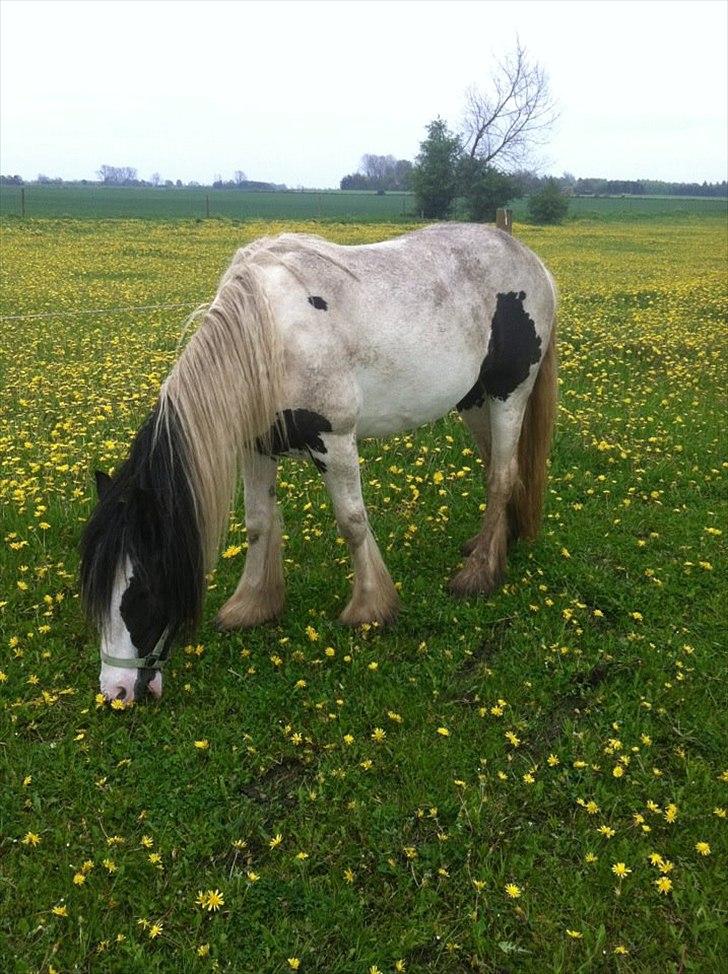 Irish Cob Alanya Naya - Så må der spises.. billede 10