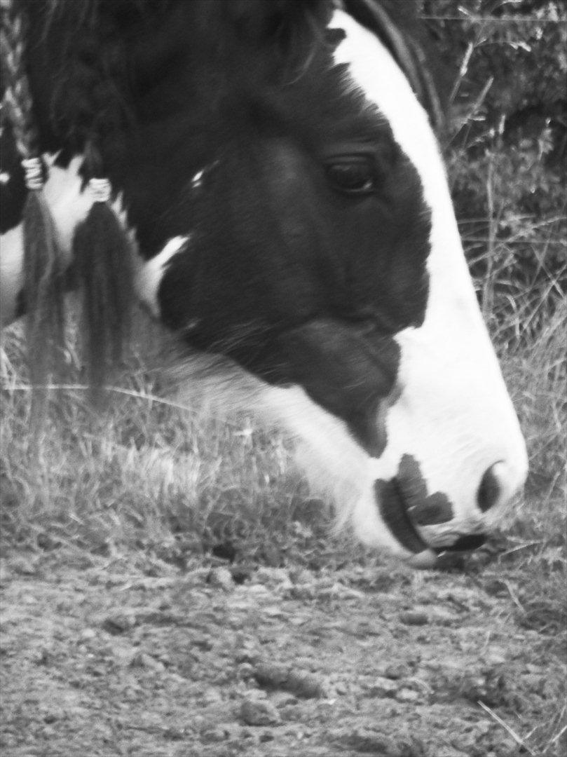 Irish Cob Alanya Naya billede 12