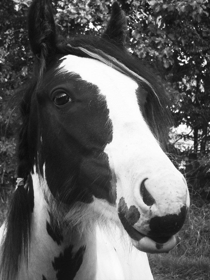 Irish Cob Alanya Naya - Så smuk.... billede 1