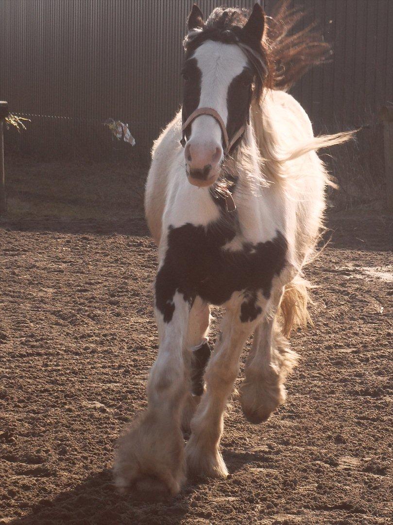 Irish Cob Alanya Naya billede 13