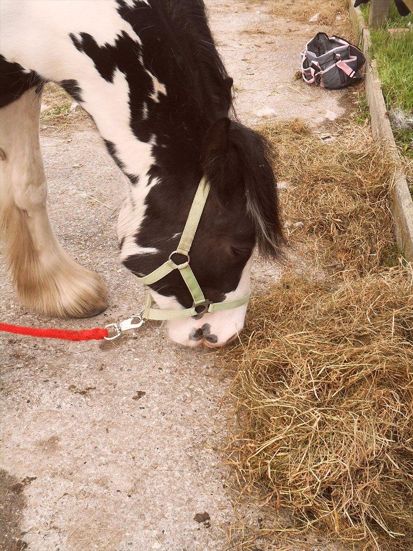 Irish Cob Alanya Naya billede 14