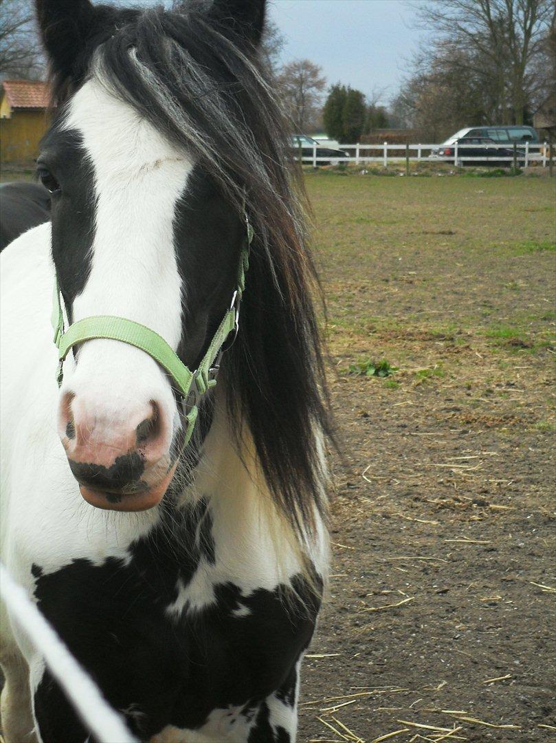 Irish Cob Alanya Naya billede 15