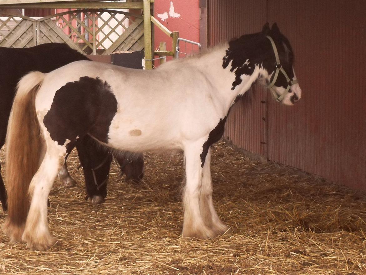 Irish Cob Alanya Naya billede 16