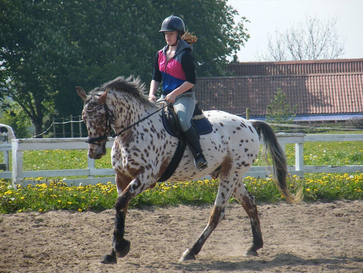Knabstrupper Knud af Dutterup billede 1