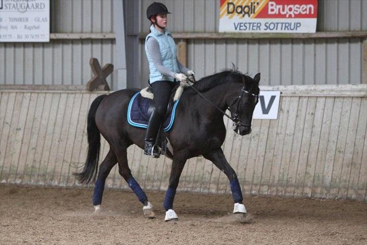 DSP Tovdal´s Machon (Corly) (solgt) billede 4