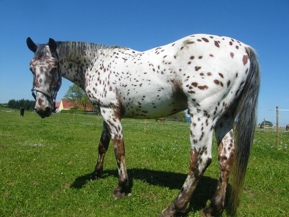 Knabstrupper Knud af Dutterup billede 3