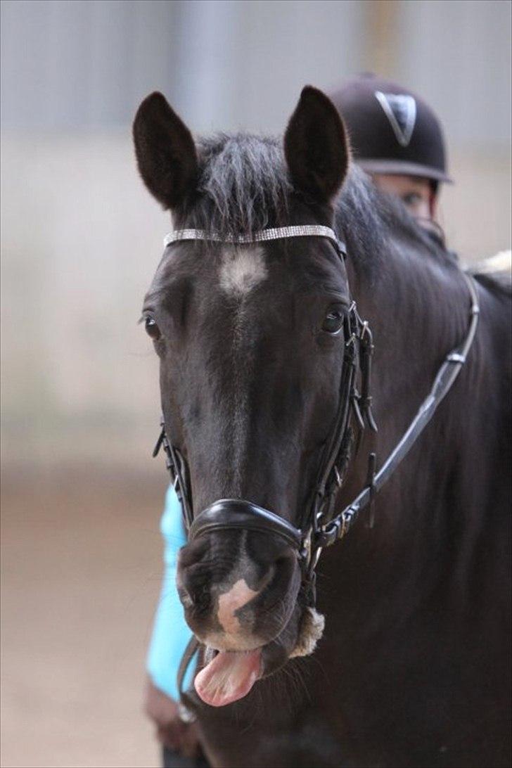 DSP Tovdal´s Machon (Corly) (solgt) billede 6