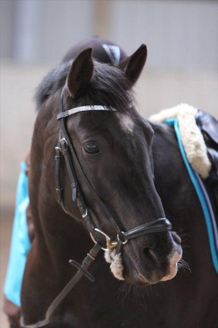 DSP Tovdal´s Machon (Corly) (solgt) billede 7