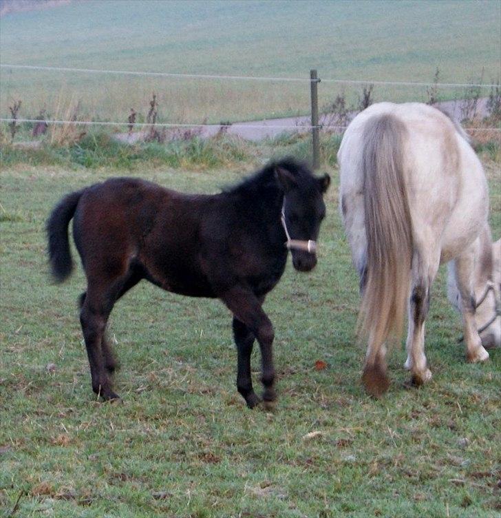 Welsh Mountain (sec A) Solbakken´s Lullu billede 20