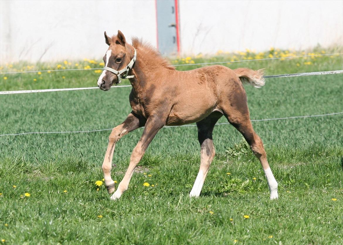 DSP Lykkebo Akita billede 8