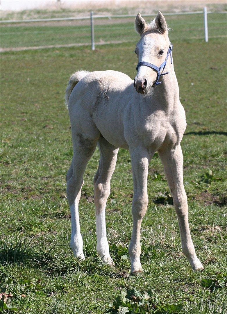 DSP Lykkebo Concordio billede 6