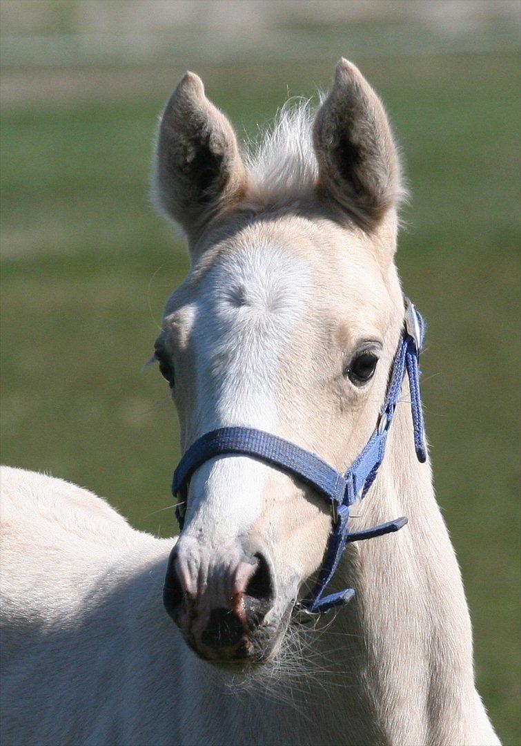 DSP Lykkebo Concordio billede 7